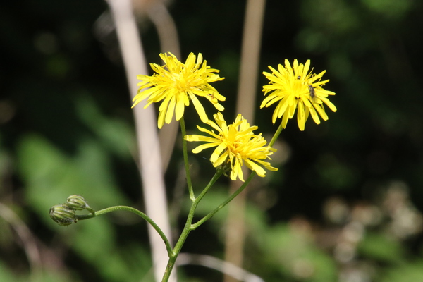 photo of Marsh Hawk's Beard