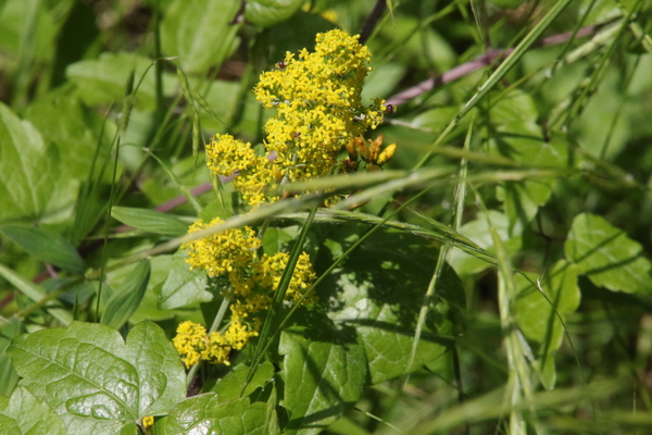 photo of Lady's Bedstraw