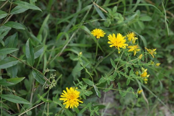 photo of Rough Hawk's Beard