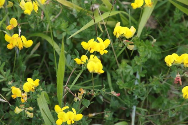 photo of Bird's Foot Trefoil