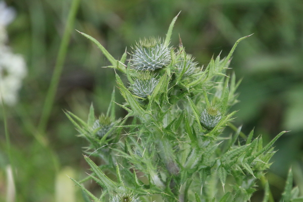 photo of Spear Thistle