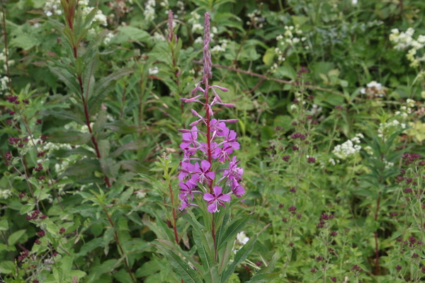 photo of Rosebay Willowherb