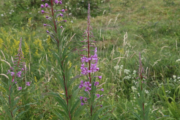 photo of Rosebay Willowherb