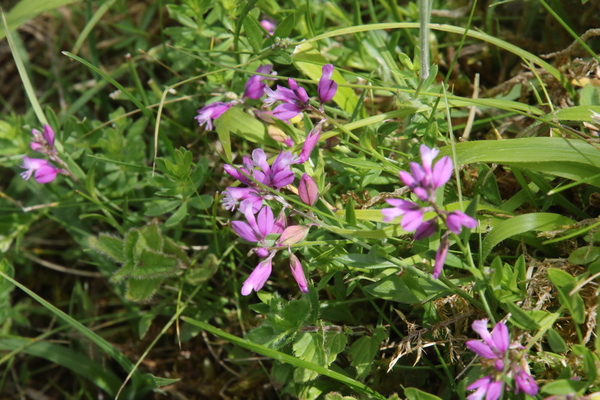 photo of Common Milkwort