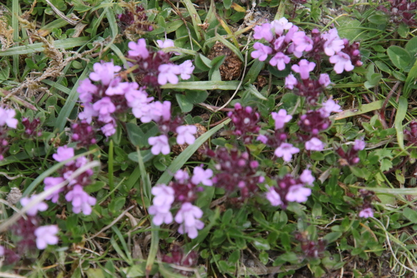 photo of Wild Thyme