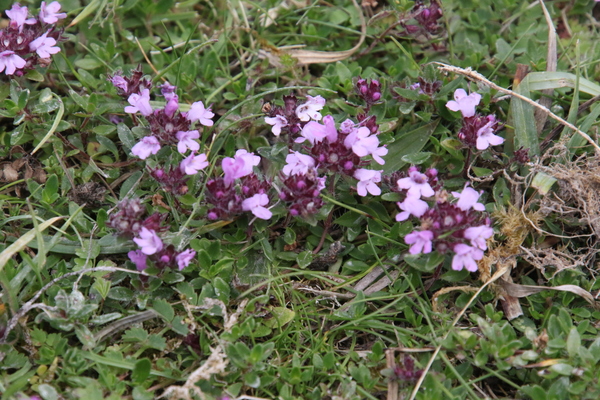 photo of Wild Thyme