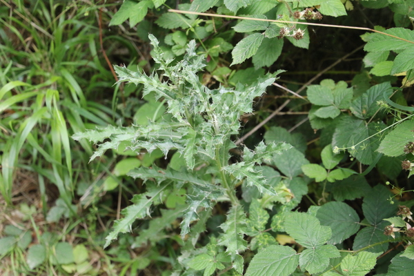 photo of Creeping Thistle