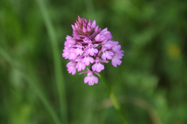 photo of Pyramidal Orchid