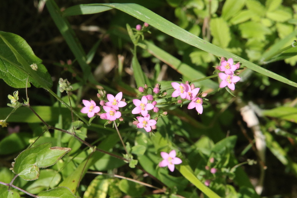 photo of Common Centaury