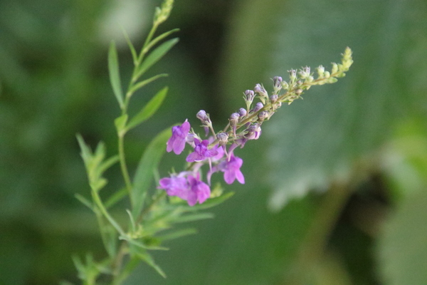 photo of Purple Toadflax