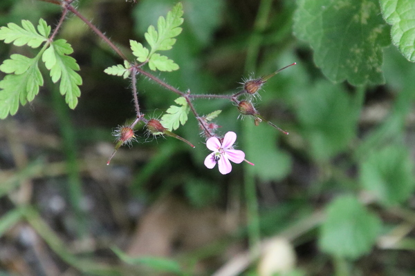 photo of Herb Robert