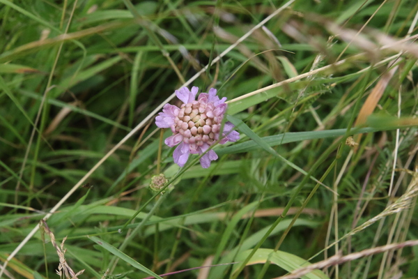photo of Field Scabious