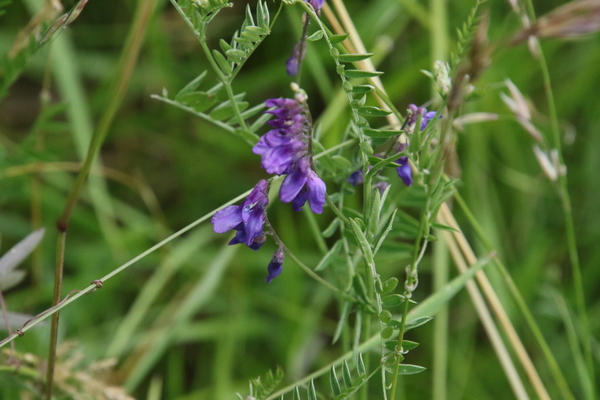 photo of Tufted Vetch