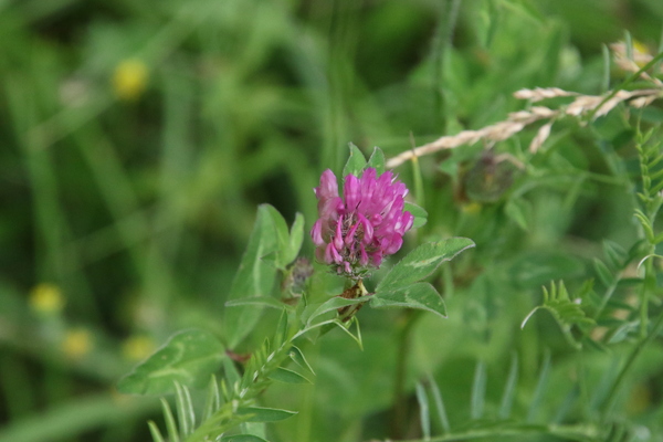 photo of Red Clover