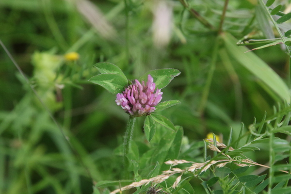 photo of Red Clover