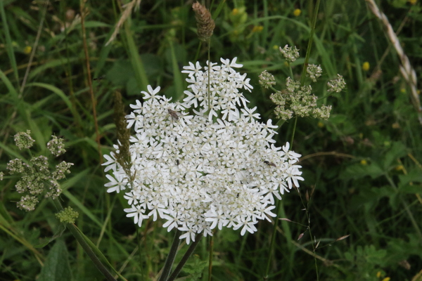 photo of Hogweed