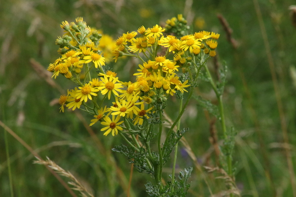 photo of Hoary Ragwort