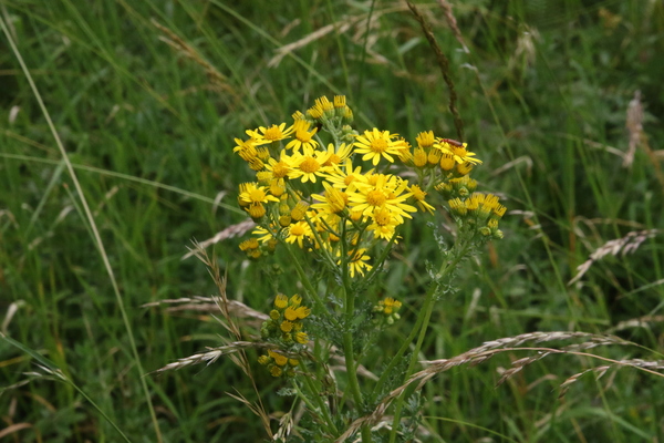 photo of Hoary Ragwort