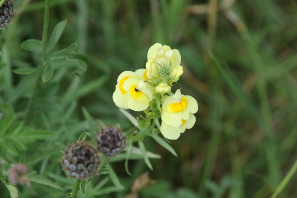 photo of Yellow Toadflax