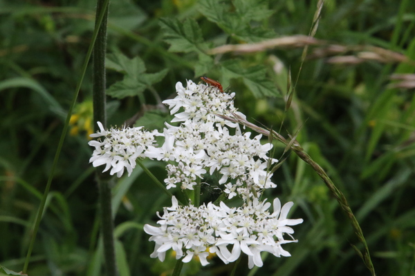 photo of Hogweed
