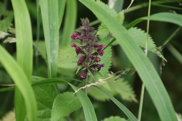 photo of Hedge Woundwort