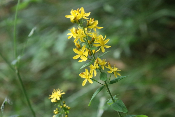 photo of Hairy St John's Wort