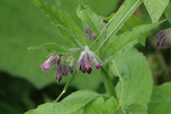 photo of Common Comfrey