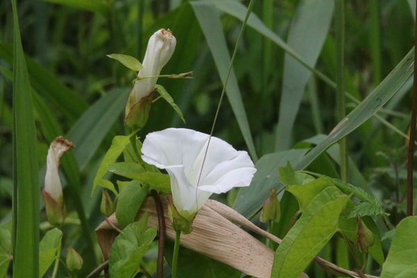 photo of Hedge Bindweed