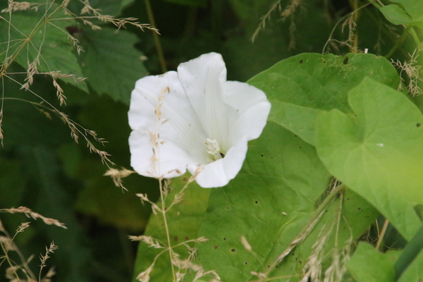 photo of Hedge Bindweed