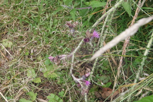 photo of Marsh Thistle