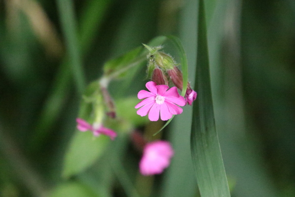 photo of Red Campion
