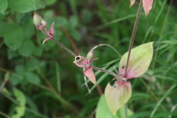photo of Red Campion
