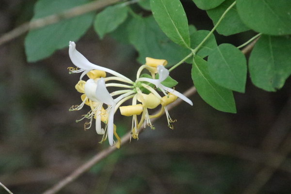 photo of Honeysuckle
