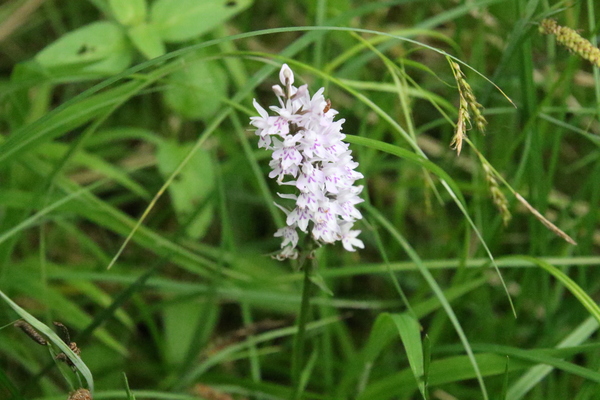 photo of Common Spotted Orchid