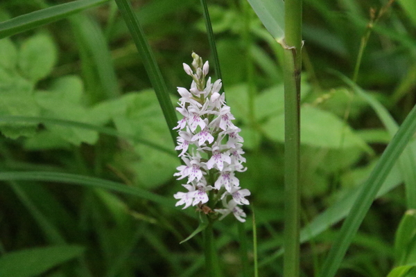 photo of Common Spotted Orchid