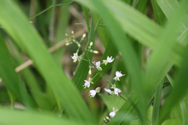 photo of Enchanter's Nightshade