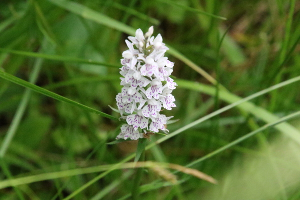 photo of Common Spotted Orchid