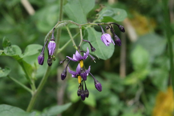 photo of Bittersweet