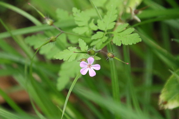photo of Herb Robert