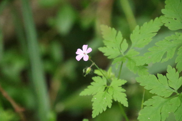 photo of Herb Robert