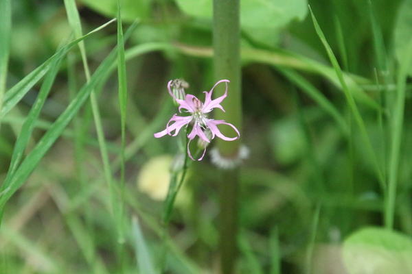 photo of Ragged Robin