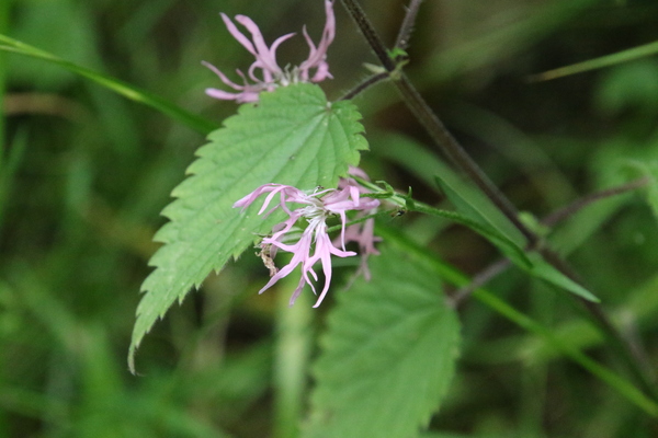 photo of Ragged Robin