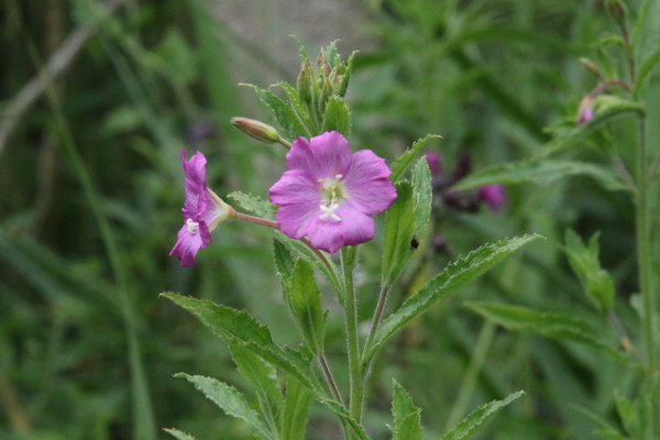 photo of Great Willowherb