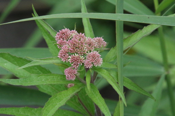 photo of Hemp Agrimony
