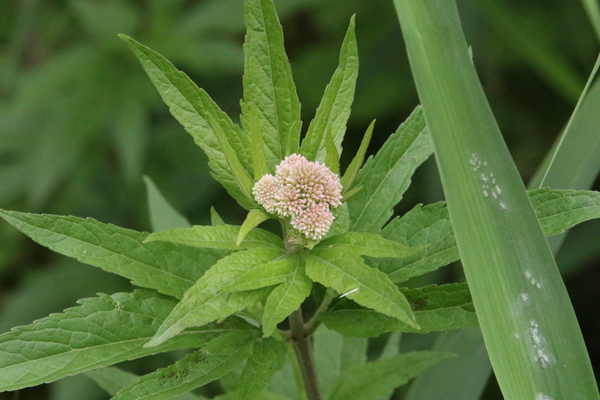 photo of Hemp Agrimony