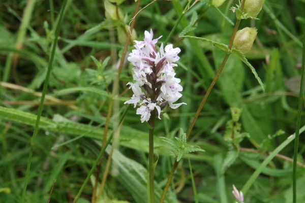 photo of Common Spotted Orchid