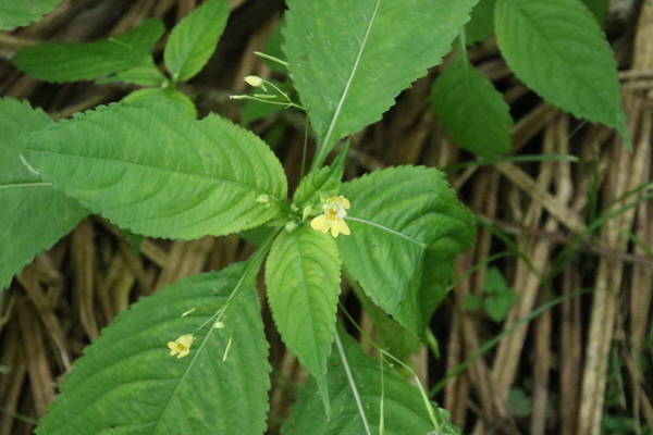 photo of Small Balsam