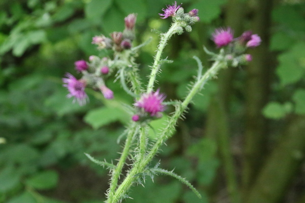 photo of Marsh Thistle