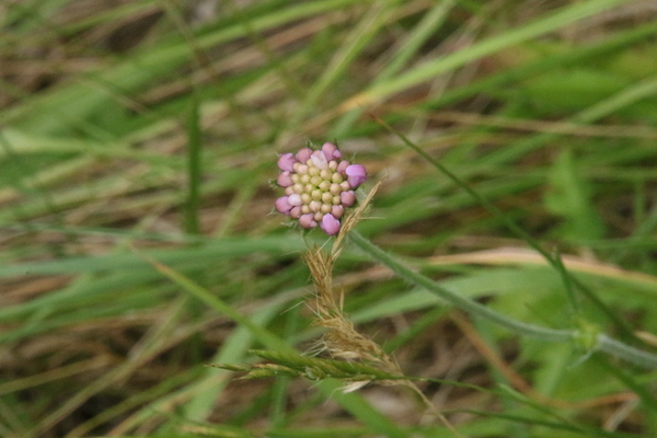 photo of Field Scabious