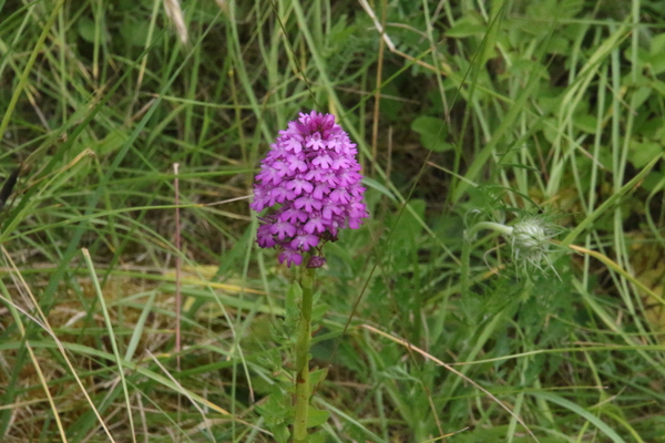 photo of Pyramidal Orchid